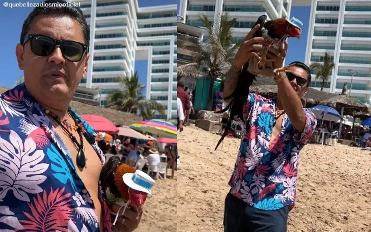 Gallo se hace viral al visitar la playa